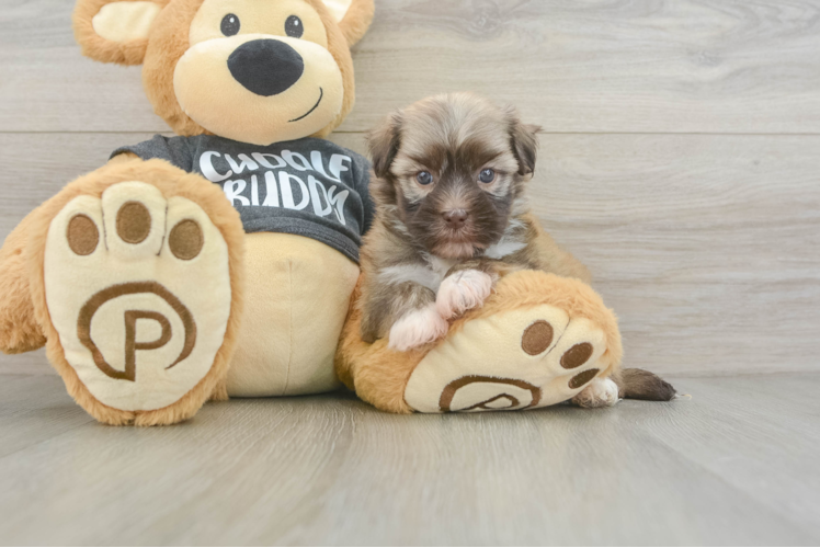 Havanese Puppy for Adoption