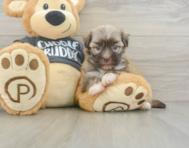 5 week old Havanese Puppy For Sale - Premier Pups