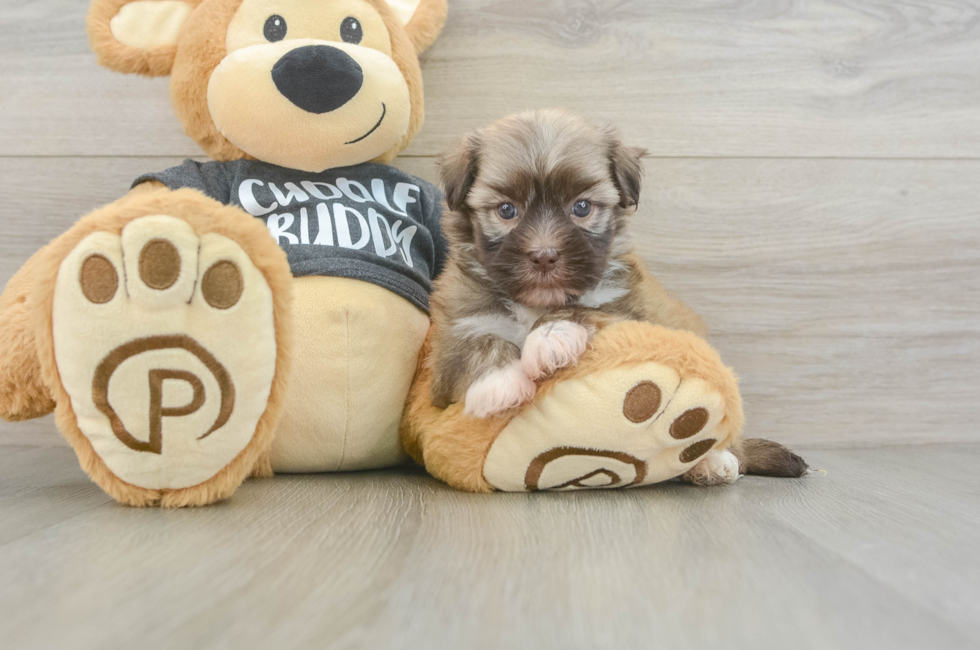 5 week old Havanese Puppy For Sale - Premier Pups