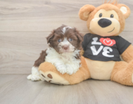 5 week old Havanese Puppy For Sale - Premier Pups
