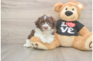 Havanese Puppy for Adoption