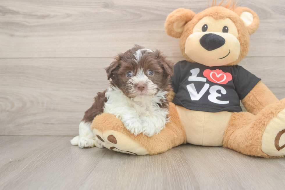 Havanese Puppy for Adoption