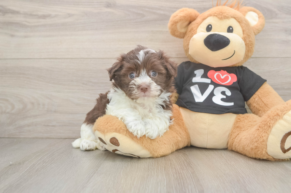 5 week old Havanese Puppy For Sale - Premier Pups