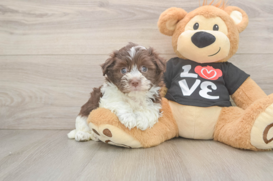 Havanese Puppy for Adoption
