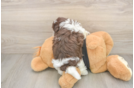 Havanese Puppy for Adoption