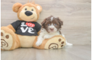 Playful Havanese Baby