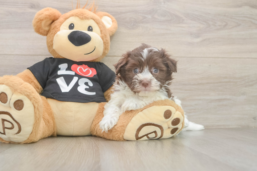 Playful Havanese Baby