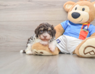 7 week old Havanese Puppy For Sale - Premier Pups