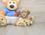 6 week old Havanese Puppy For Sale - Premier Pups
