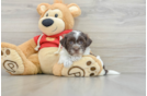 Havanese Puppy for Adoption