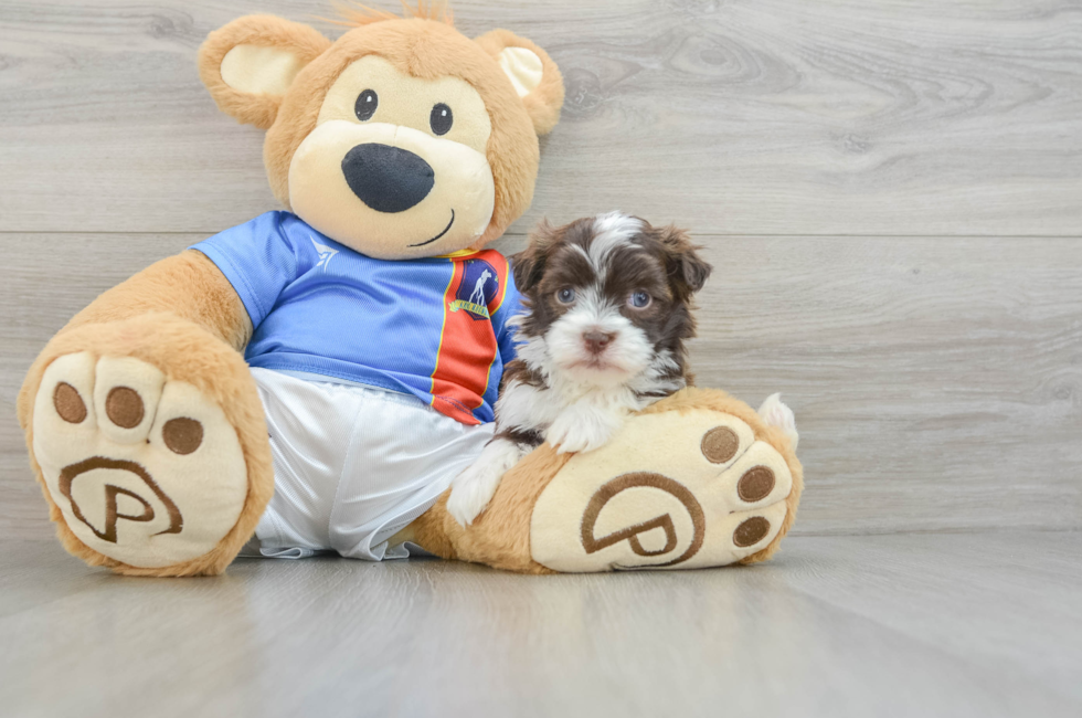 5 week old Havanese Puppy For Sale - Premier Pups