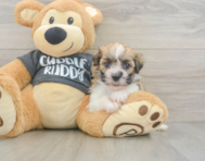 6 week old Havanese Puppy For Sale - Premier Pups