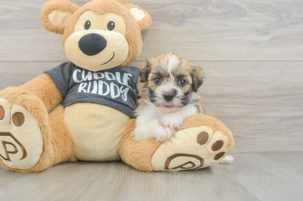 5 week old Havanese Puppy For Sale - Premier Pups