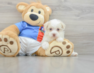 8 week old Havanese Puppy For Sale - Premier Pups