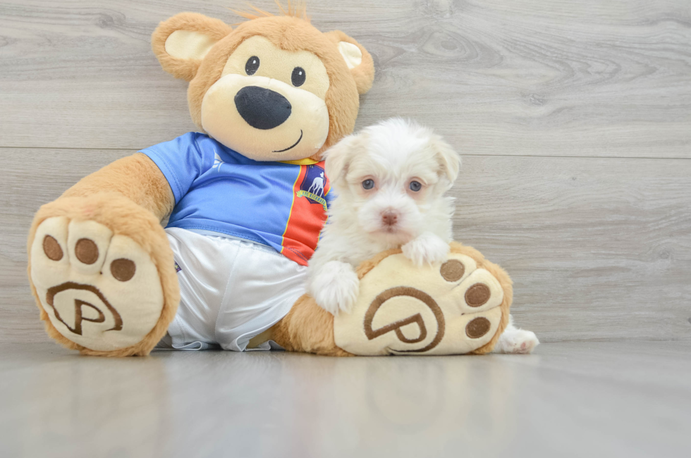 5 week old Havanese Puppy For Sale - Premier Pups