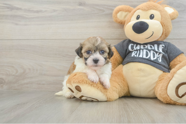 Energetic Havanezer Purebred Puppy