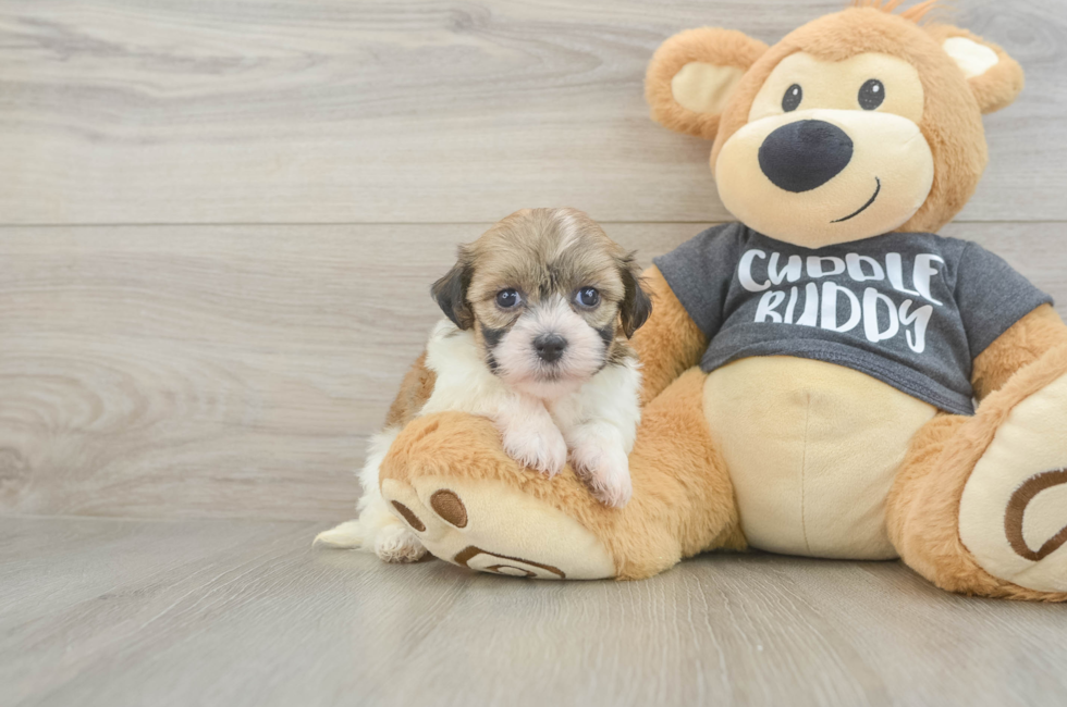 5 week old Havanese Puppy For Sale - Premier Pups