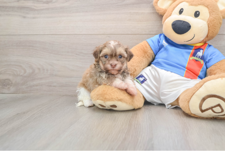 Happy Bichon Habanero Purebred Puppy