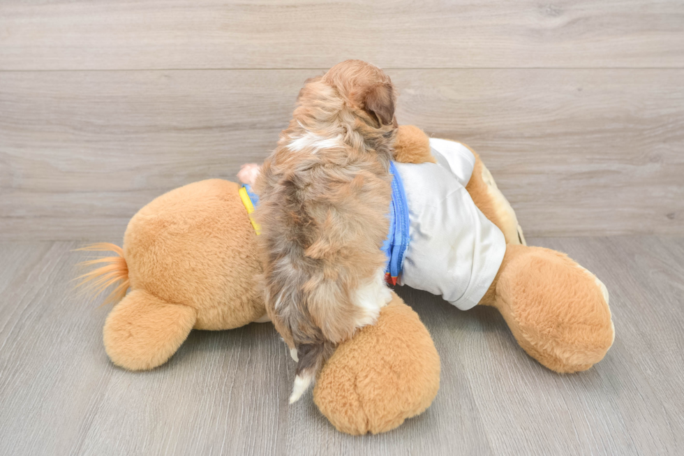 Playful Havanese Baby