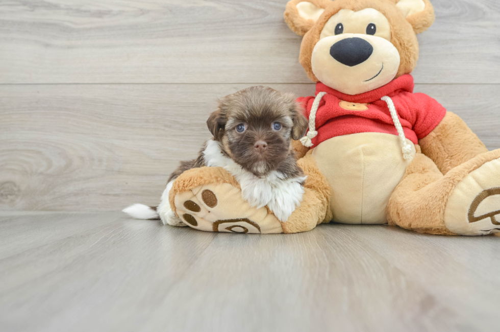 6 week old Havanese Puppy For Sale - Premier Pups