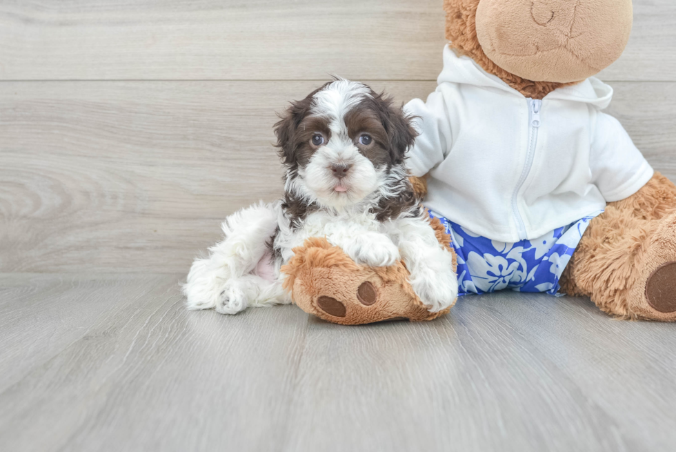 Playful Havanese Baby