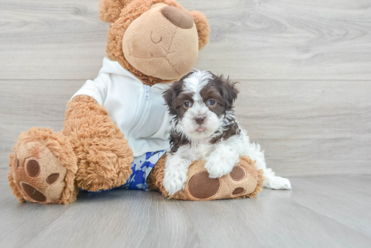 Playful Havanese Purebred Pup