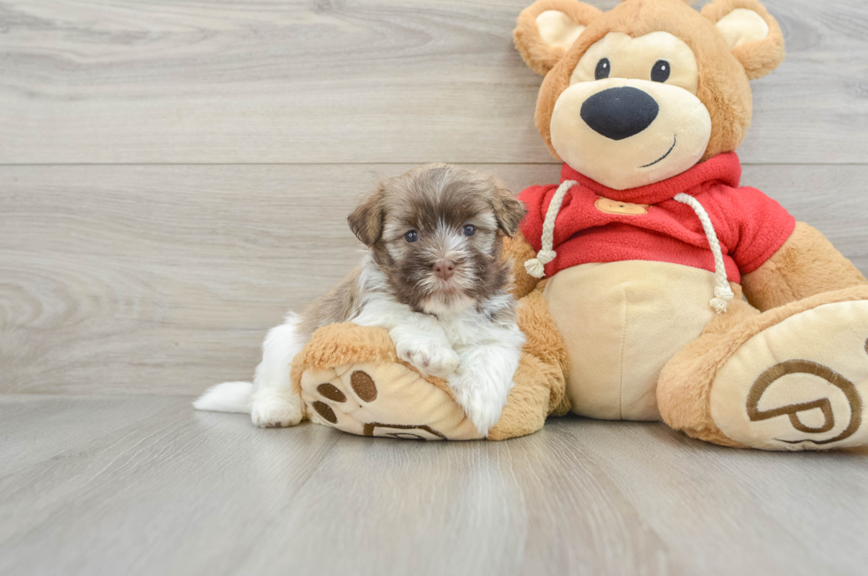 6 week old Havanese Puppy For Sale - Premier Pups