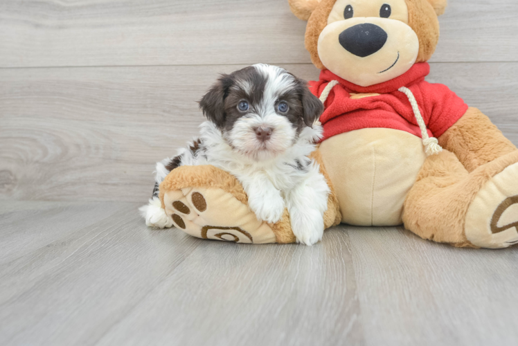 Petite Havanese Purebred Puppy