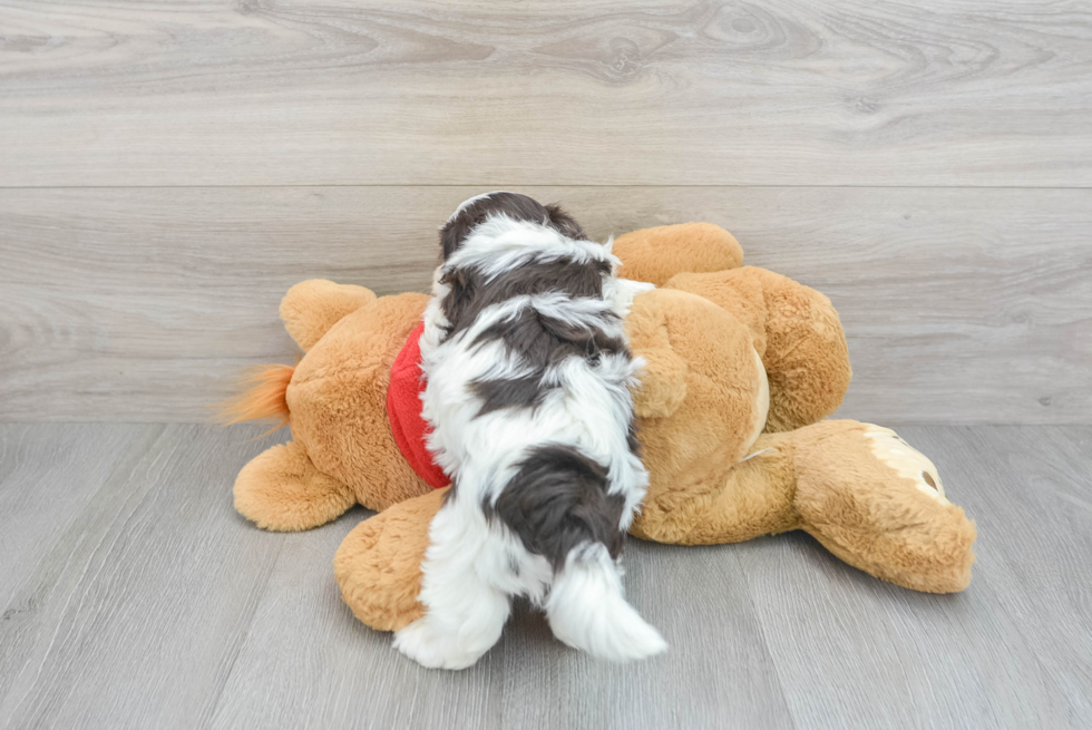 Best Havanese Baby