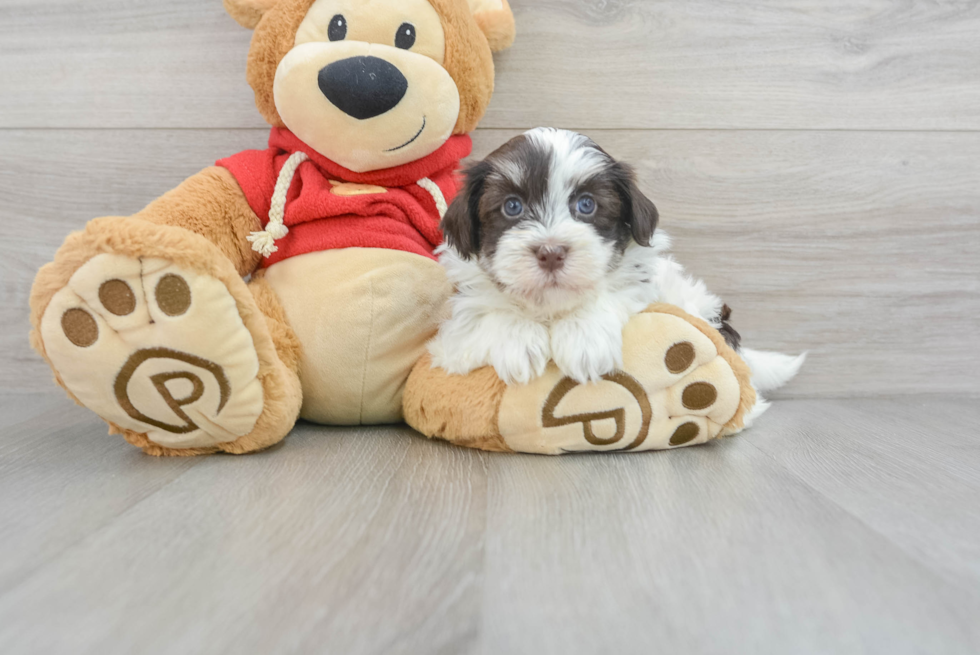 Happy Havanese Purebred Puppy