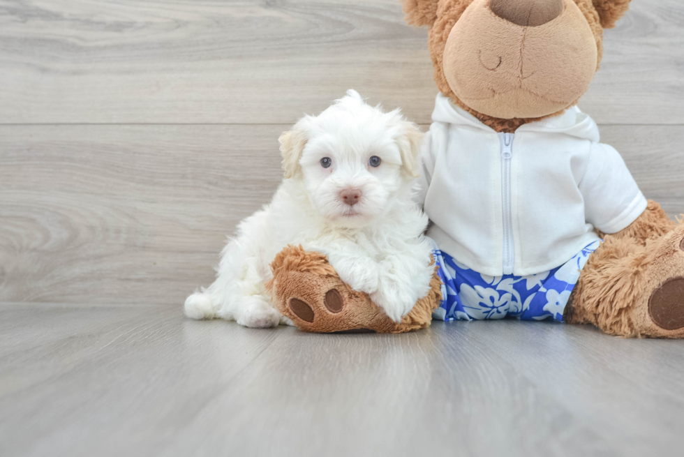 Havanese Puppy for Adoption