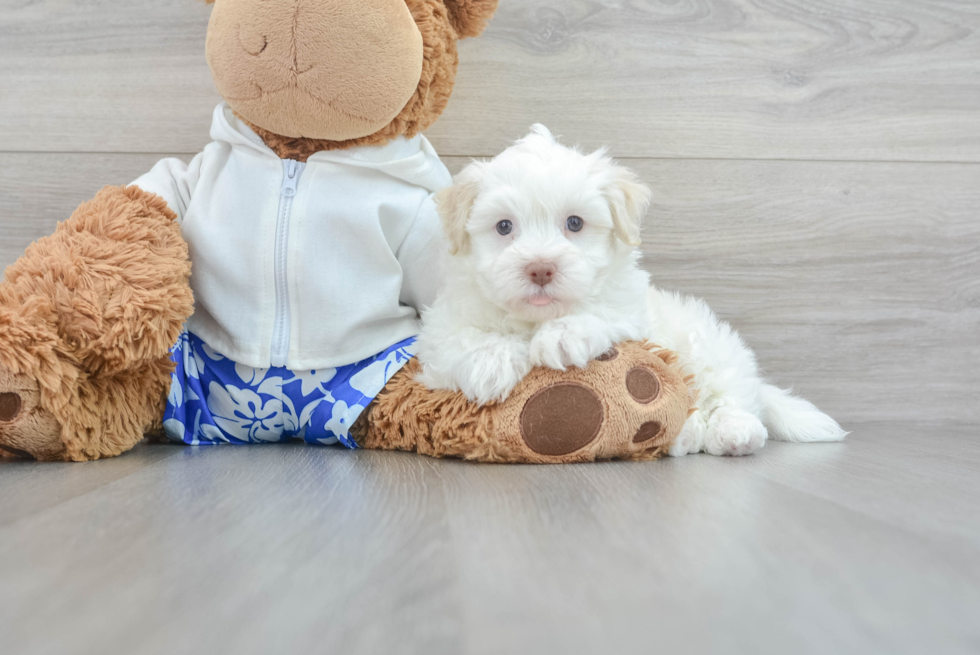 Havanese Puppy for Adoption