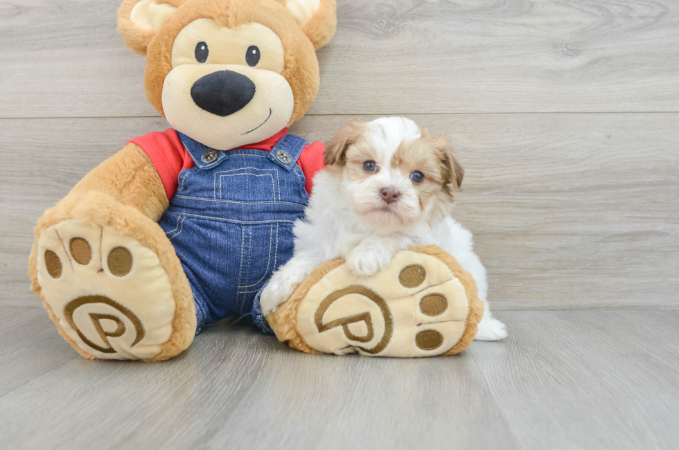 5 week old Havanese Puppy For Sale - Premier Pups