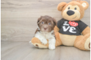 Fluffy Bichon Habanero Purebred Puppy