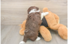 Havanese Puppy for Adoption