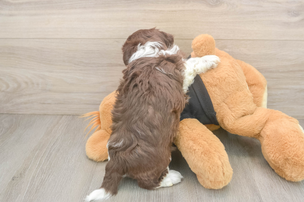Havanese Puppy for Adoption