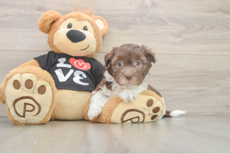 Funny Havanese Purebred Pup