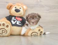 5 week old Havanese Puppy For Sale - Premier Pups