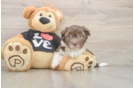 Funny Havanese Purebred Pup