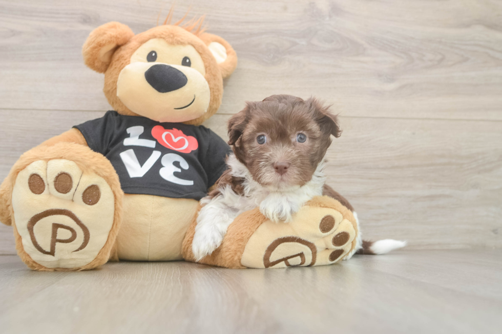 Funny Havanese Purebred Pup