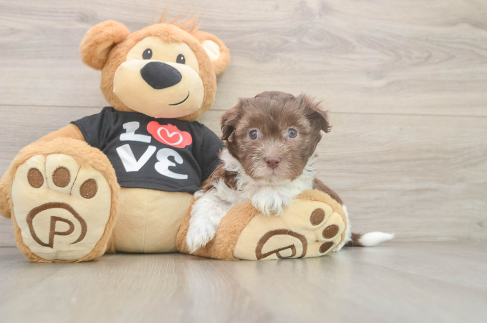 5 week old Havanese Puppy For Sale - Premier Pups