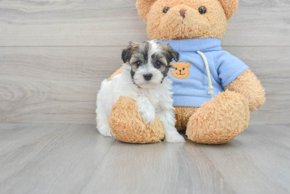 Popular Havanese Baby