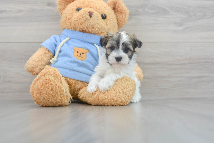 Happy Havanese Purebred Puppy