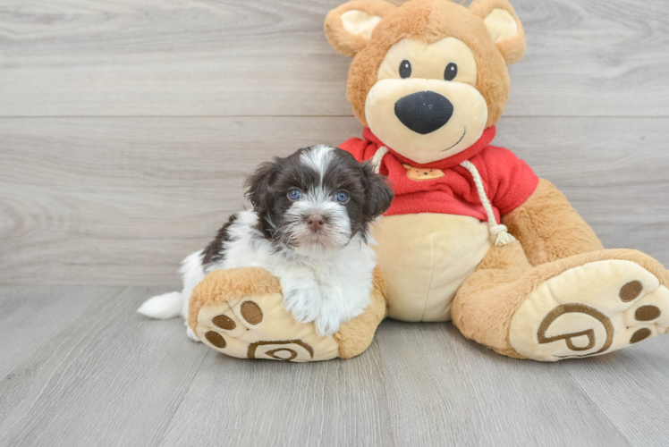 Funny Havanese Purebred Pup