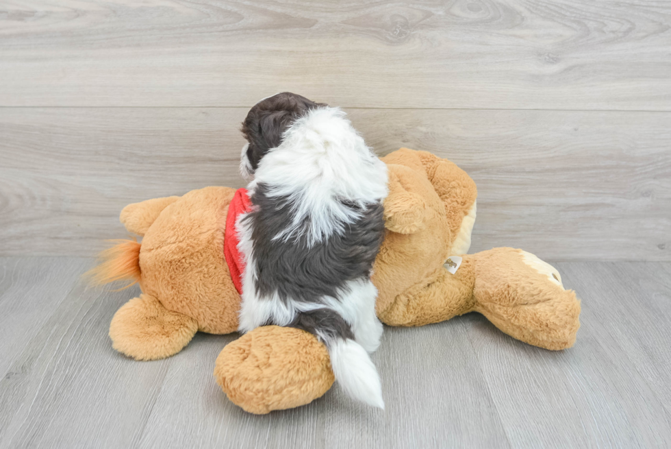 Best Havanese Baby