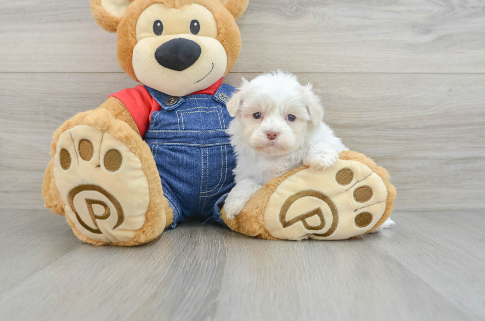 5 week old Havanese Puppy For Sale - Premier Pups