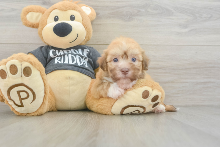 Playful Havanese Purebred Pup