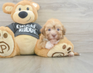 5 week old Havanese Puppy For Sale - Premier Pups