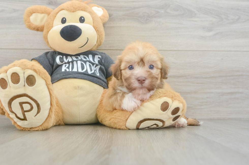 5 week old Havanese Puppy For Sale - Premier Pups
