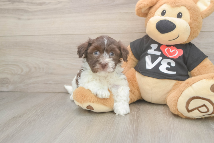 Popular Havanese Baby
